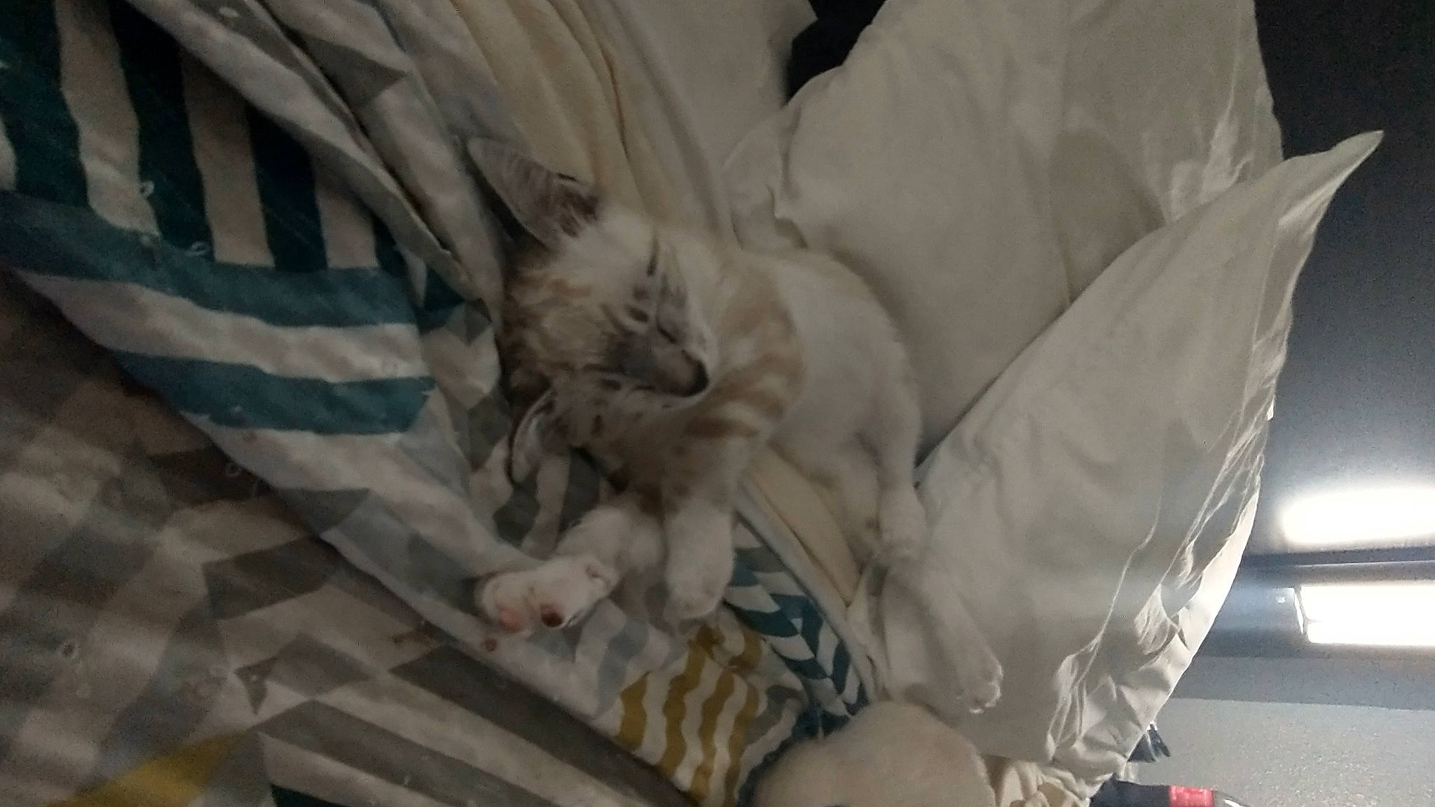 Luke joined the competition — help win amazing prizes! baby_products, bag, bedding, carnivore, cat, comfort, domestic_short_haired_cat, fashion_accessory, fawn, felidae, fur, linens, nap, pattern, plastic_bag, room, small_to_medium_sized_cats, tail, whiskers, wing