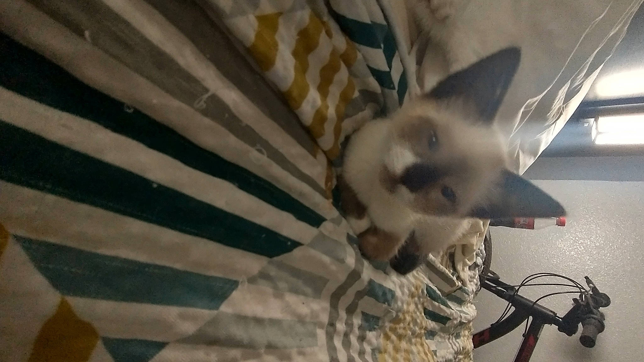 Leia joined the competition — help win amazing prizes! balinese, birman, carnivore, cat, domestic_short_haired_cat, fawn, felidae, fur, mammal, monochrome, shadow, siamese, small_to_medium_sized_cats, snout, tail, thai, tonkinese, whiskers, wing, wood