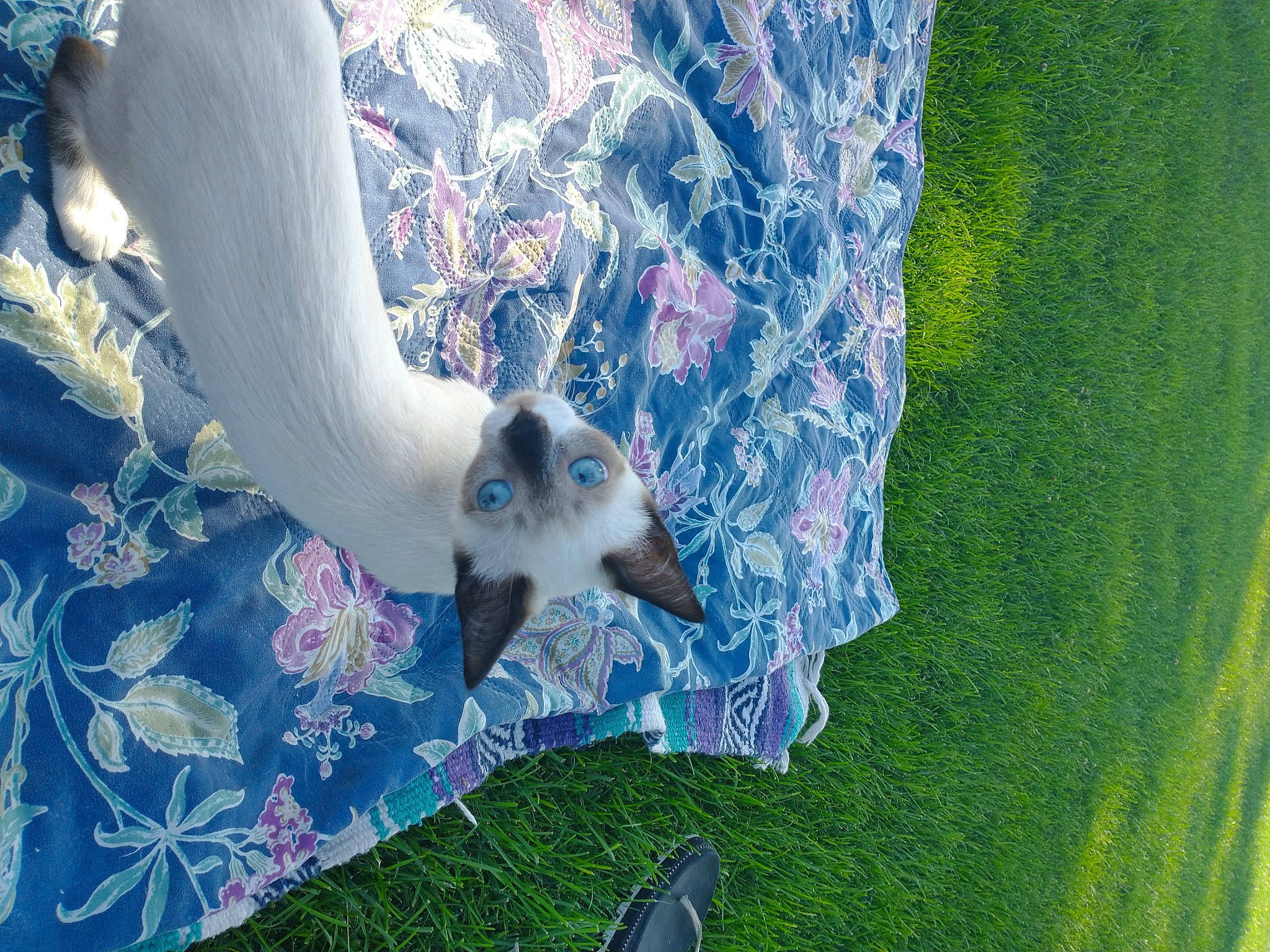 Leia is registered to the contest to win money with this photo: azure, canidae, carnivore, cat, dog_breed, electric_blue, felidae, fur, grass, kitchen_utensil, landscape, linens, pattern, plant, small_to_medium_sized_cats, sporting_group, tail, tree, wildlife, wing