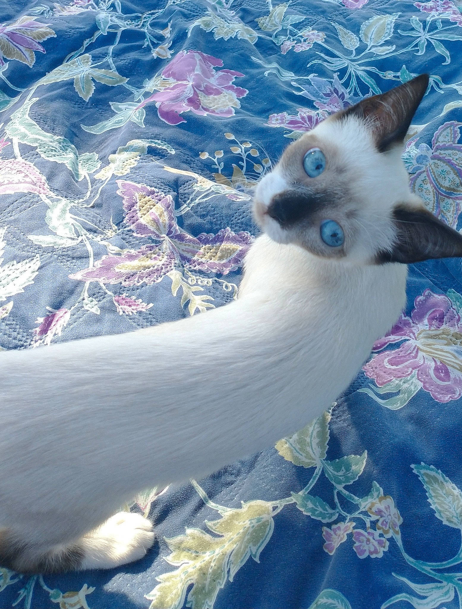 Leia is registered to the contest to win money with this photo: art, canidae, carnivore, cat, dog_breed, electric_blue, eye, fawn, felidae, fur, pattern, siamese, small_to_medium_sized_cats, snout, tail, terrestrial_animal, textile, visual_arts, whiskers, wildlife