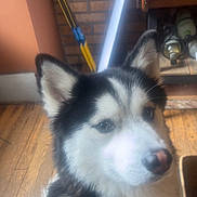 Vader joined the competition — help win amazing prizes! bottles, brick_wall, cabinet, close_up, cute, dog, ears, eyes, fur, home, husky, indoor, mop, nose, pet, portrait, siberian_husky, sitting, sunlight, wooden_floor