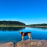 Oggy a rejoint le concours — aidez-le/la à gagner de superbes lots ! dog, rock, lake, water, forest, trees, reflection, blue_sky, outdoor, nature, canine, animal, sunny_day, calm_water, landscape, standing, tongue_out, happy, scenic, daytime