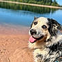 Oggy a rejoint le concours — aidez-le/la à gagner de superbes lots ! dog, tongue_out, heterochromia, happy, outdoor, lake, water, forest, blue_sky, sand, pet, canine, nature, sunny_day, closeup, fur, animal, smiling, summer, adventure
