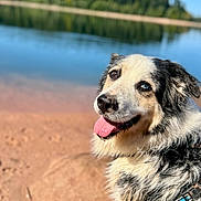 Jäger participe au concours pour gagner de l'argent avec cette photo : dog, tongue_out, heterochromia, happy, outdoor, lake, water, forest, blue_sky, sand, pet, canine, nature, sunny_day, closeup, fur, animal, smiling, summer, adventure
