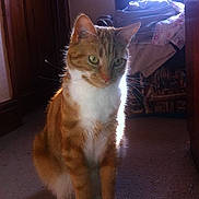Tango is registered to the contest to win money with this photo: