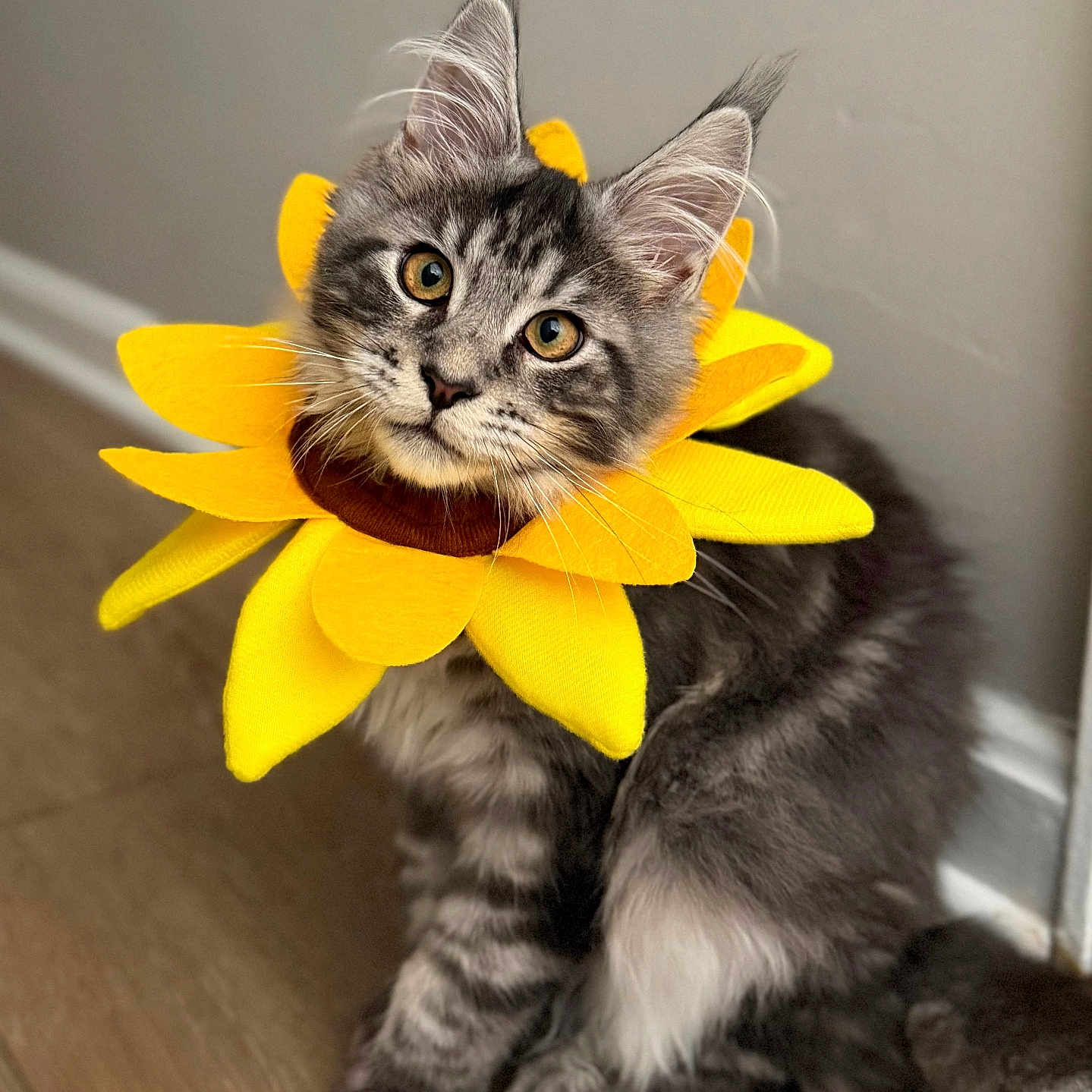 Nimbus
