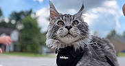 Nimbus joined the competition — help win amazing prizes! animal, black_harness, cat, close_up, clouds, ears, eyes, feline, fluffy, fur, gray_cat, harness, longhaired, outdoor, pet, portrait, shallow_depth_of_field, sitting, sky, whiskers