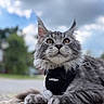 Nimbus joined the competition — help win amazing prizes! cat, gray_cat, fluffy, longhaired, animal, pet, feline, portrait, close_up, outdoor, harness, black_harness, whiskers, ears, eyes, fur, sitting, sky, clouds, shallow_depth_of_field