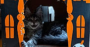 Nimbus is registered to the contest to win money with this photo: cat, kitten, fluffy, long_hair, gray_tabby, pet, animal, haunted_house, halloween, cardboard, cat_house, scratching_pad, indoors, floor, orange, black, window, arched_doorway, lying_down, stretched_paw