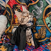 Nimbus joined the competition — help win amazing prizes! cat, kitten, gray_cat, fluffy, long_hair, pet, animal, cape, costume, collar, blue_collar, sitting, portrait, whiskers, green_eyes, indoor, blanket, colorful, fantasy, halloween