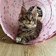 Nimbus joined the competition — help win amazing prizes! animal, cat, cute, ears, fabric, floral, fluffy, gray_fur, green_eyes, indoors, kitten, long_hair, pet, pink, portrait, sitting, tabby, tunnel, whiskers, wooden_floor
