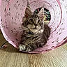 cat, kitten, fluffy, long_hair, tabby, gray_fur, green_eyes, whiskers, ears, animal, pet, portrait, sitting, indoors, pink, floral, tunnel, fabric, wooden_floor, cute