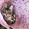 Nimbus joined the competition — help win amazing prizes! cat, kitten, tabby, long_hair, fluffy, feline, animal, pet, golden_eyes, whiskers, ears, striped_fur, sitting, indoors, pink_tent, fabric, playhouse, portrait, closeup, cute