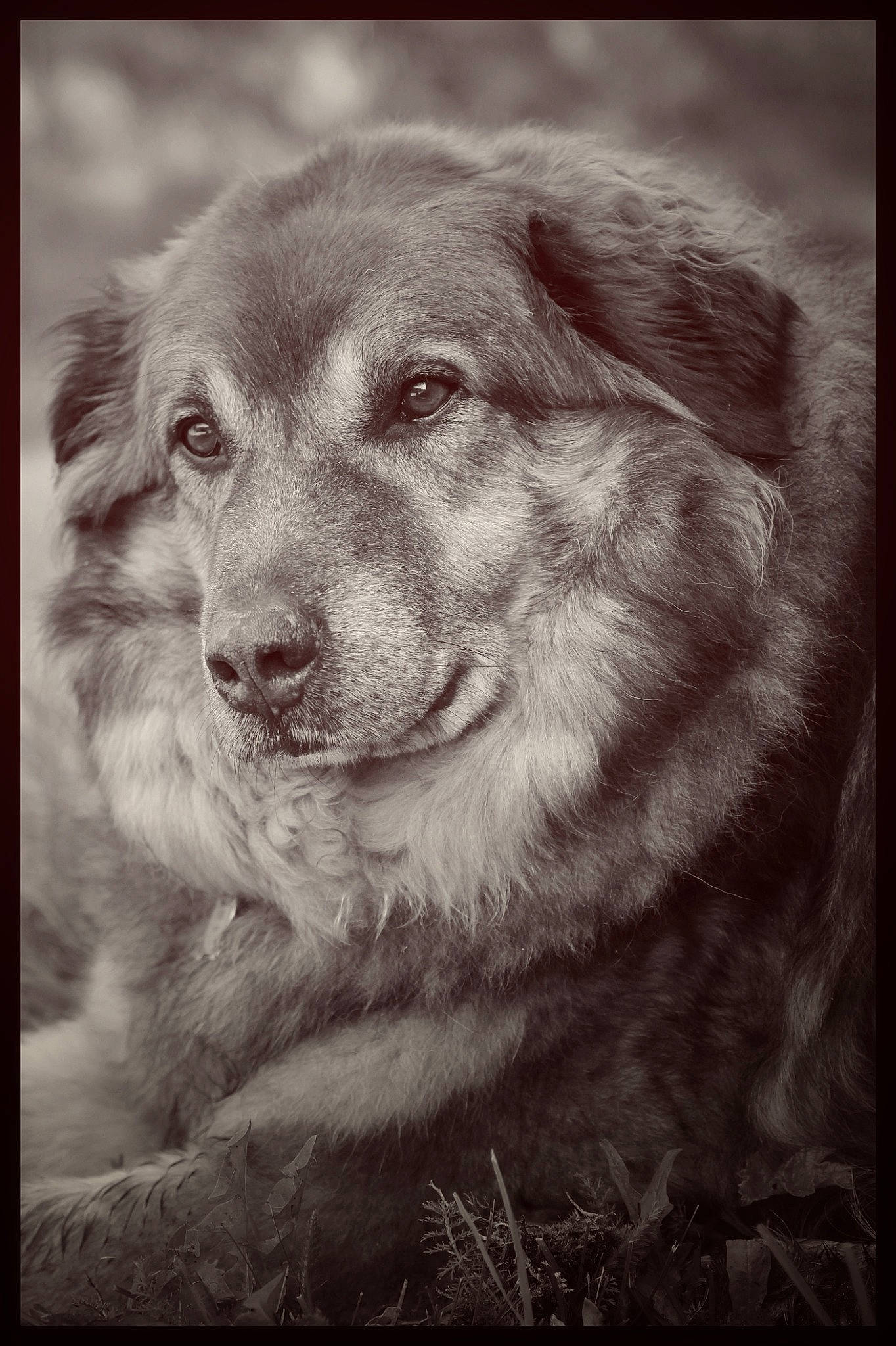 Hobbiwan a rejoint le concours — aidez-le/la à gagner de superbes lots ! ancient_dog_breeds, art, canidae, carnivore, companion_dog, dog, dog_breed, fang, fur, guard_dog, gun_dog, monochrome, monochrome_photography, snout, sporting_group, style, terrestrial_animal, whiskers, working_dog