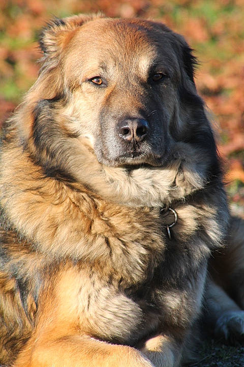 Hobbiwan participe au concours pour gagner de l'argent avec cette photo : canidae, carnivore, companion_dog, dog, dog_breed, event, fur, natural_material, snout, sporting_group, terrestrial_animal, wildlife, working_dog