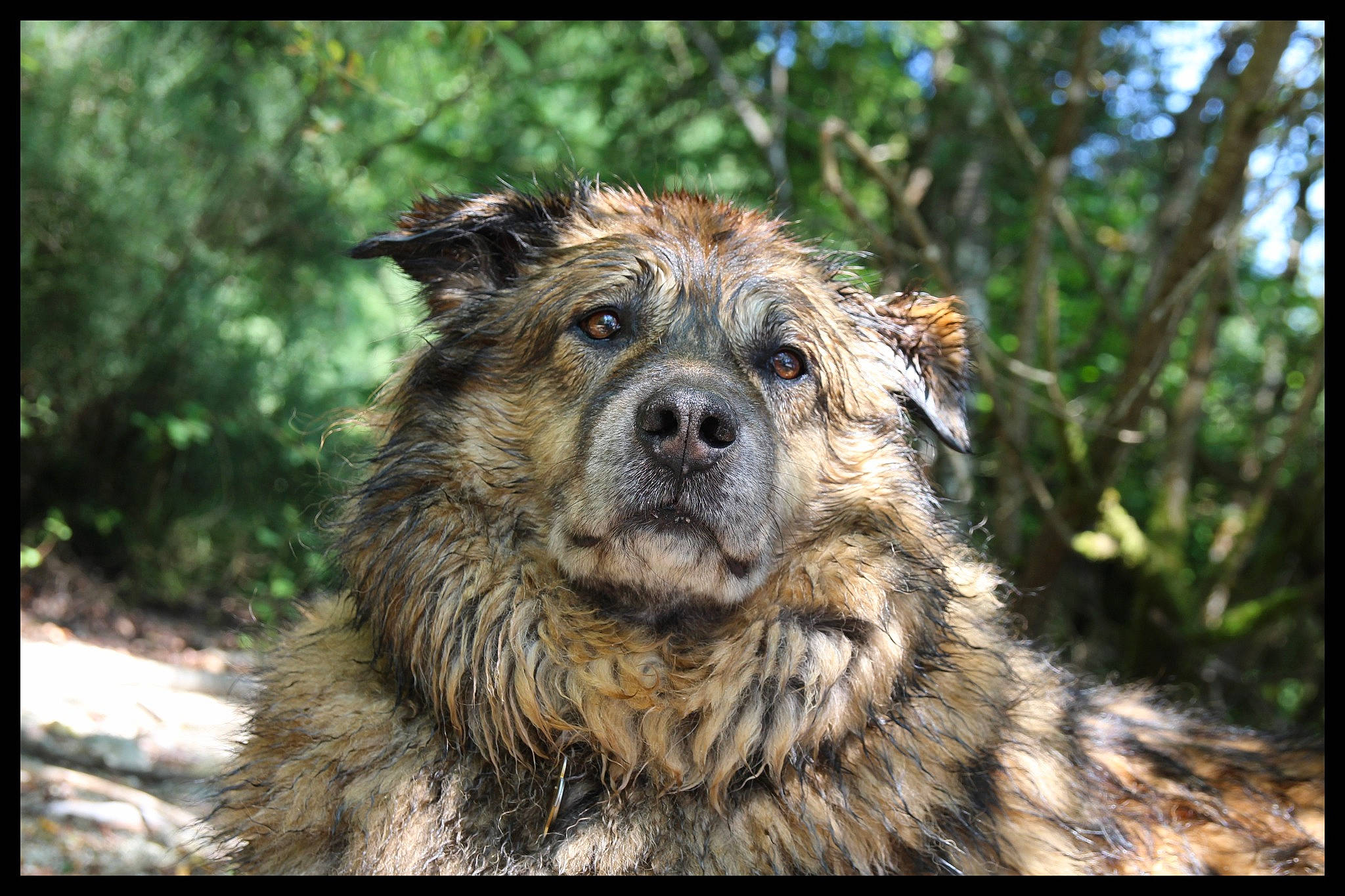 Hobbiwan a rejoint le concours — aidez-le/la à gagner de superbes lots ! art, canidae, canis, carnivore, companion_dog, dog, dog_breed, fang, fawn, fur, grass, herding_dog, plant, snout, sporting_group, terrestrial_animal, tree, whiskers, wood, working_dog