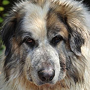 Thanos a rejoint le concours — aidez-le/la à gagner de superbes lots ! dog, close_up, portrait, fluffy, muddy, animal, pet, outdoor, fur, snout, ears, brown, white, black, nature, canine, face, expression, muzzle, eyes