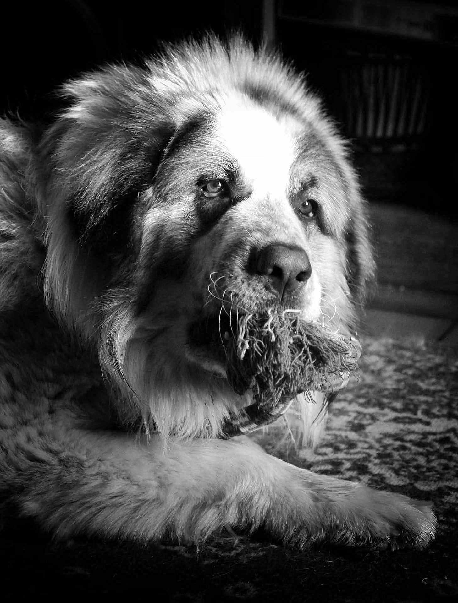 Thanos a rejoint le concours — aidez-le/la à gagner de superbes lots ! dog, fluffy, chew_toy, black_and_white, indoor, carpet, pet, animal, portrait, fur, relaxed, close_up, snout, paw, muzzle, domestic_animal, companion, canine, texture, quiet