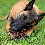 Scooby participe au concours pour gagner de l'argent avec cette photo : brown_coat, canine, chewing, close_up, dog, ears, fur, grass, greenery, ground, lying_down, muzzle, nature, outdoor, park, paw, pet, pinecone, playful, tongue