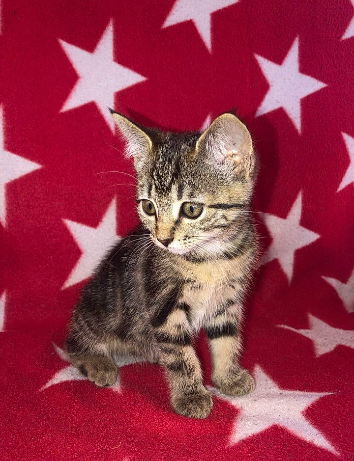 Ruby a rejoint le concours — aidez-le/la à gagner de superbes lots ! american_shorthair, american_wirehair, asian, california_spangled, carnivore, cat, domestic_short_haired_cat, dragon_li, egyptian_mau, european_shorthair, felidae, kitten, mammal, pixie_bob, small_to_medium_sized_cats, tabby_cat, toyger, vertebrate, whiskers, wild_cat