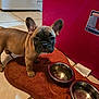 Uno Grace is registered to the contest to win money with this photo: animal, brown_mat, companion, curious, cute, dog, domestic, ears_up, floor, food_bowl, french_bulldog, indoor, kitchen, looking_up, pet, puppy, small_dog, tile_floor, water_bowl, young_dog