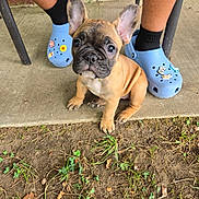 Uno Grace joined the competition — help win amazing prizes! animal, brown, charms, concrete, crocs, cute, dirt, dog, ears, footwear, french_bulldog, grass, legs, outdoor, pet, porch, puppy, sitting, socks, young