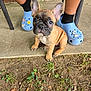 animal, brown, charms, concrete, crocs, cute, dirt, dog, ears, footwear, french_bulldog, grass, legs, outdoor, pet, porch, puppy, sitting, socks, young
