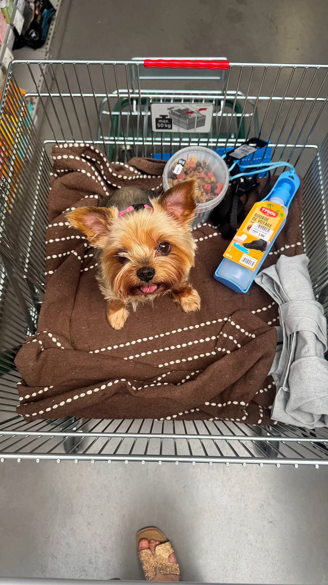 Kleo a rejoint le concours — aidez-le/la à gagner de superbes lots ! animal, blanket, brown, container, cute, dog, floor, footwear, indoors, leash, looking_up, metal, pet_accessories, pet_food, retail, sandals, shopping_cart, small_dog, store, tongue_out