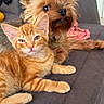 Kleo a rejoint le concours — aidez-le/la à gagner de superbes lots ! cat, kitten, dog, small_dog, couch, indoor, pet, orange_cat, fur, relaxed, companion, animal, cute, friendly, home, cozy, furniture, domestic, laying, looking