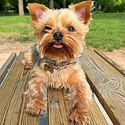 Kleo a rejoint le concours — aidez-le/la à gagner de superbes lots ! dog, small_dog, yorkshire_terrier, pet, outdoor, park, picnic_table, wood, tongue_out, fur, collar, greenery, trees, nature, sunlight, animal, cute, playful, resting, summer