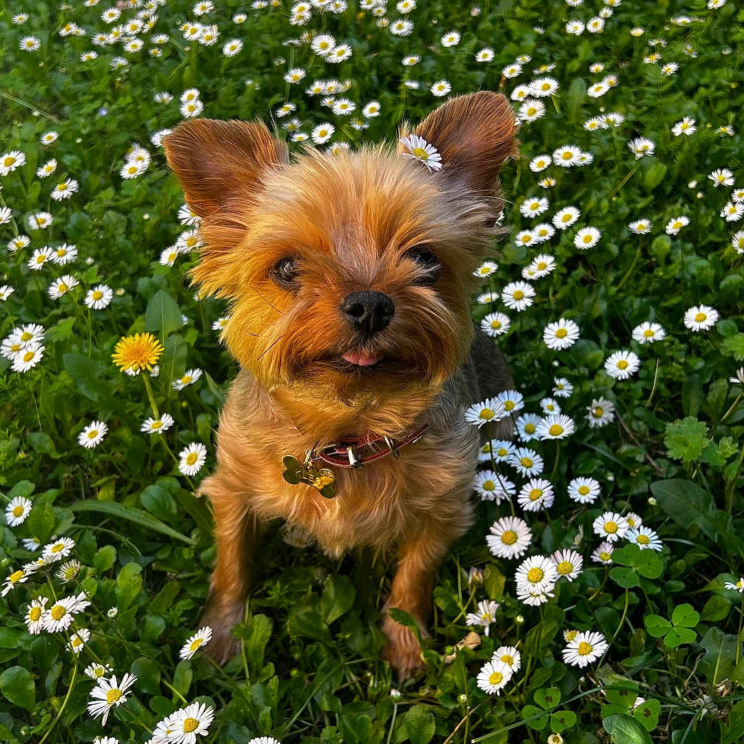 Kleo