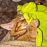 Kaly participe au concours pour gagner de l'argent avec cette photo : cat, orange_tabby, sleeping, stuffed_animal, green_toy, blanket, cozy, paw, fur, pet, indoor, resting, cute, animal, soft_texture, relaxing, closeup, warm, snuggled, domestic_cat