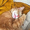 Kaly participe au concours pour gagner de l'argent avec cette photo : cat, sleeping, orange_cat, fur, blanket, cozy, resting, pet, indoor, cute, relaxed, whiskers, pink_nose, curled_up, soft_texture, warm_colors, comfort, napping, domestic_cat, feline