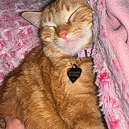 Kaly participe au concours pour gagner de l'argent avec cette photo : cat, orange_tabby, sleeping, cozy, blanket, pink, hand, resting, pet, fur, cute, collar, indoor, comfort, relaxation, nap, soft, warm, domestic_cat, feline