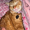 cat, orange_tabby, sleeping, cozy, blanket, pink, hand, resting, pet, fur, cute, collar, indoor, comfort, relaxation, nap, soft, warm, domestic_cat, feline