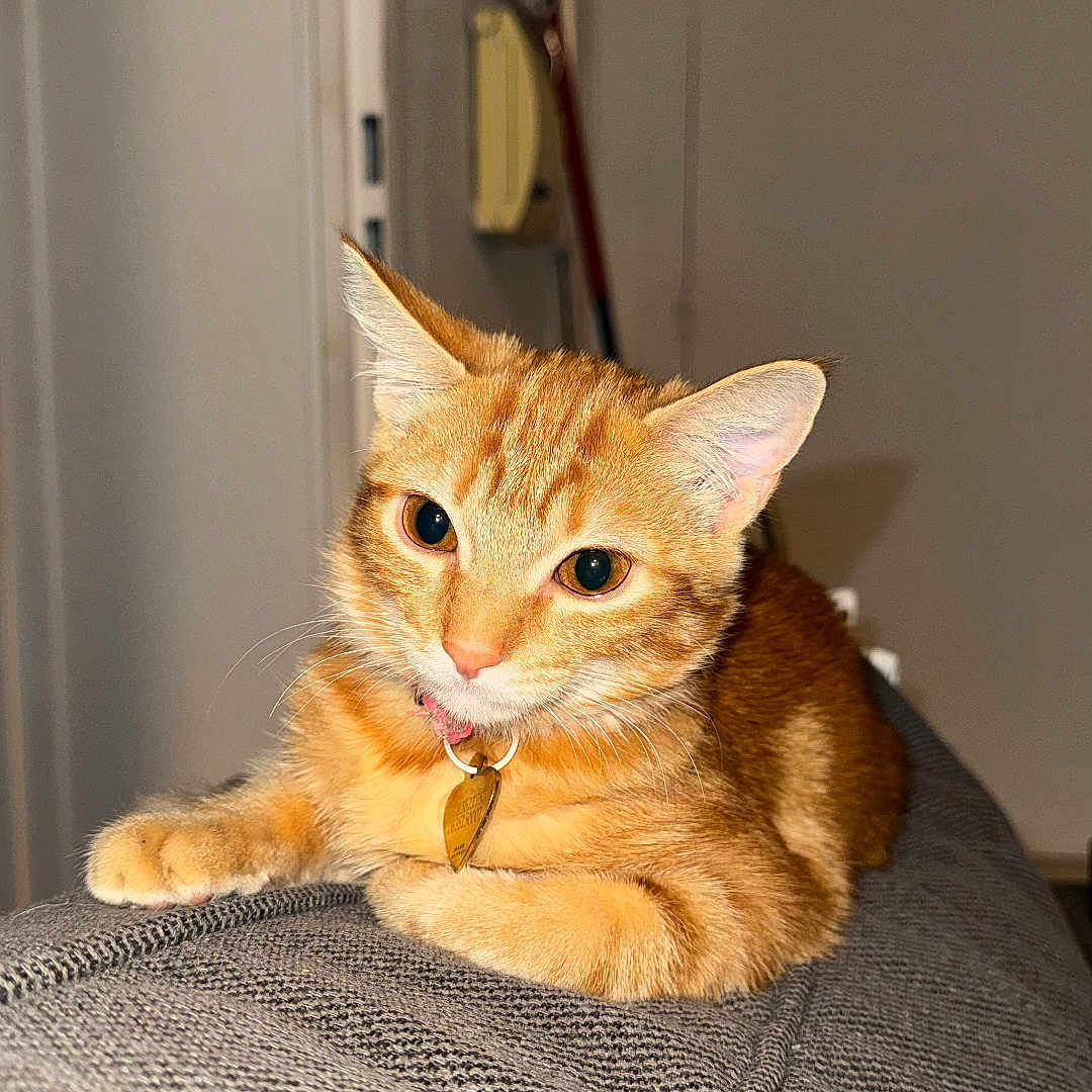 Kaly a rejoint le concours — aidez-le/la à gagner de superbes lots ! cat, orange_tabby, pet, indoor, couch, furniture, relaxed, curious, animal, fur, whiskers, ears, collar, golden_tag, texture, home, door, background, closeup, resting