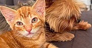 Kaly a rejoint le concours — aidez-le/la à gagner de superbes lots ! cat, kitten, dog, couch, pet, orange_tabby, fur, indoor, resting, animal, companion, cute, fluffy, relaxed, closeup, friendship, domestic, cozy, home, small_dog
