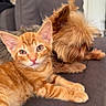 cat, kitten, dog, couch, pet, orange_tabby, fur, indoor, resting, animal, companion, cute, fluffy, relaxed, closeup, friendship, domestic, cozy, home, small_dog