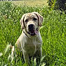 dog, labrador_retriever, grass, field, outdoor, pet, canine, nature, sunlight, greenery, happy, tongue_out, ears_flopped, animal, summer, park, sitting, mammal, friendly, playful