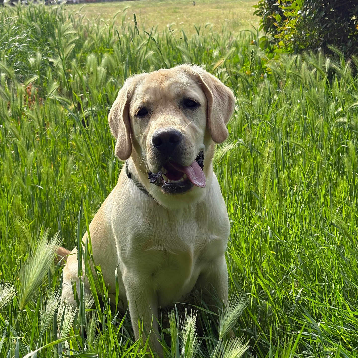 Looping a rejoint le concours — aidez-le/la à gagner de superbes lots ! dog, labrador_retriever, grass, field, outdoor, pet, canine, nature, sunlight, greenery, happy, tongue_out, ears_flopped, animal, summer, park, sitting, mammal, friendly, playful