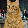 animal, appliance, bottle, cat, closeup, countertop, curious, domestic_cat, eyes, feline, fur, household, indoor, kitchen, magnet, orange_tabby, pet, sitting, table, whiskers