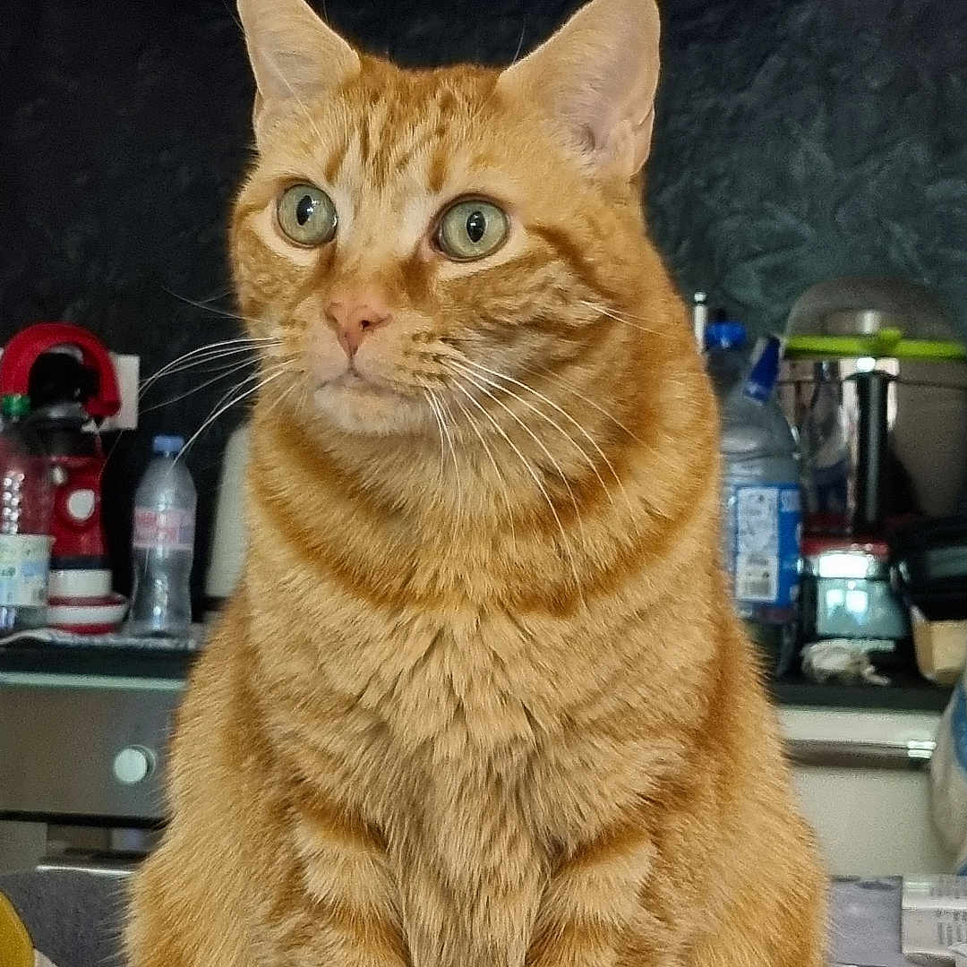 Sheran a rejoint le concours — aidez-le/la à gagner de superbes lots ! animal, appliance, bottle, cat, closeup, countertop, curious, domestic_cat, eyes, feline, fur, household, indoor, kitchen, magnet, orange_tabby, pet, sitting, table, whiskers
