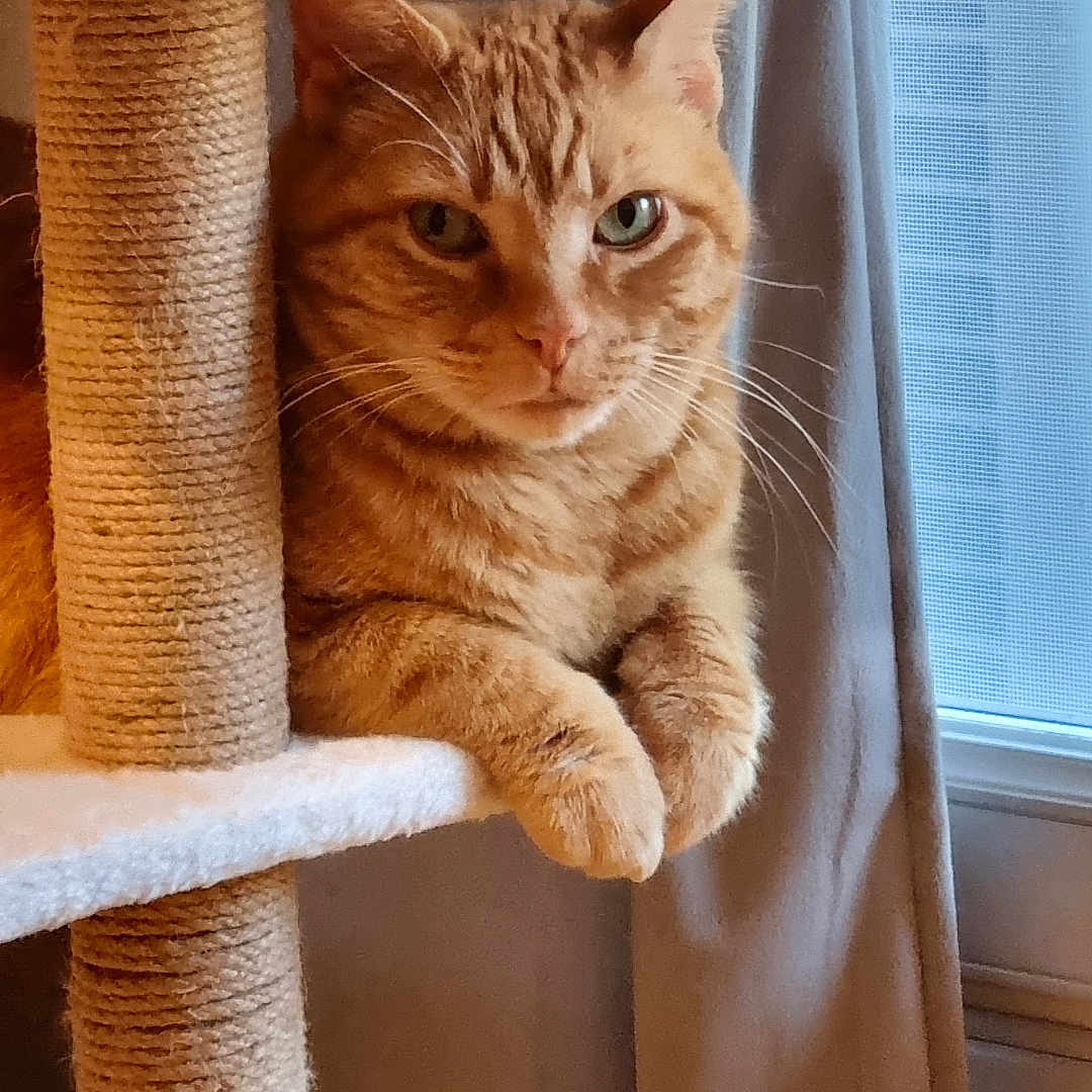 Sheran a rejoint le concours — aidez-le/la à gagner de superbes lots ! cat, tabby_cat, cat_tree, indoor, window, curtain, feline, pet, orange_cat, resting, animal, whiskers, ears, paw, fur, looking, cozy, home, natural_light, quiet