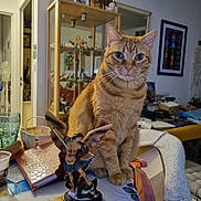 Sheran participe au concours pour gagner de l'argent avec cette photo : angel_statue, blanket, cat, chair, decor, doorway, figurine, furniture, glass, indoor, living_room, notebook, orange_tabby, ornaments, pet, shelf, sunflower, table, wall_art, window