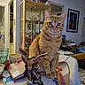 angel_statue, blanket, cat, chair, decor, doorway, figurine, furniture, glass, indoor, living_room, notebook, orange_tabby, ornaments, pet, shelf, sunflower, table, wall_art, window