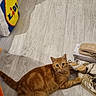 Sheran participe au concours pour gagner de l'argent avec cette photo : animal, casual, cat, clothing, cozy, floor, home, indoor, leopard_print, orange_cat, paw, pet, plush_toy, relaxed, resting, shoes, shopping_bag, sneakers, tabby, wooden_floor