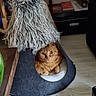 animal, books, cat, cat_bed, cozy, curious, cute, decor, faux_fur, floor, furniture, home, indoor, looking, orange_cat, pet, resting, rug, shelf, wood_floor