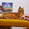 Sheran a rejoint le concours — aidez-le/la à gagner de superbes lots ! animal, blanket, cat, chakra_chart, decor, domestic_cat, feline, fur, indoor, mammal, orange_cat, owl_figurine, pet, relaxed, resting, side_view, statue, tabby, table, yellow_surface