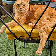 Sheran a rejoint le concours — aidez-le/la à gagner de superbes lots ! animal, cat, chair, cozy, cushion, cute, fluffy, furniture, garden, greenery, iron, metal, orange_tabby, outdoor, pet, plant, relaxed, resting, sunlit, yellow