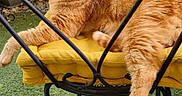 Sheran a rejoint le concours — aidez-le/la à gagner de superbes lots ! animal, cat, chair, cozy, cushion, cute, fluffy, furniture, garden, greenery, iron, metal, orange_tabby, outdoor, pet, plant, relaxed, resting, sunlit, yellow